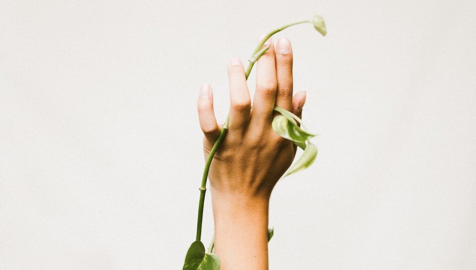 person holding ivy plant