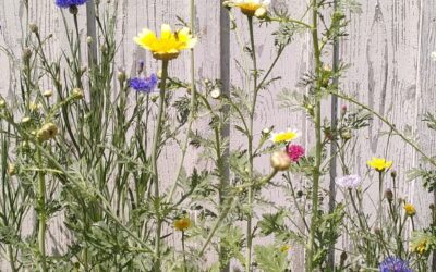 Un immense merci pour votre participation et vos votes !  