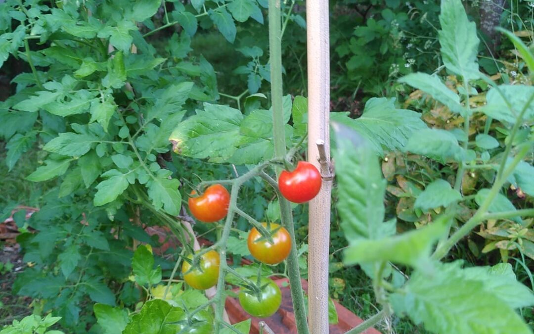 Les fruits des terrasses du Bois Fleuri !