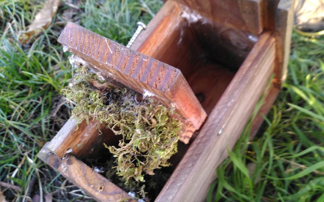 Déjà le printemps au Bois Fleuri