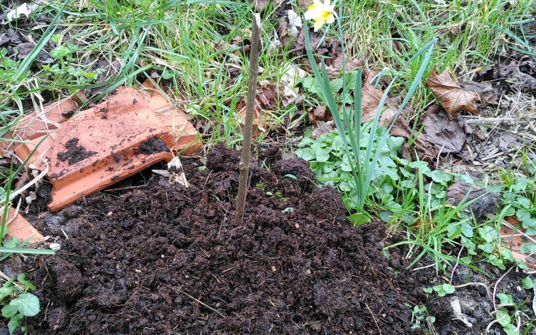 La vie végétale reprend !
