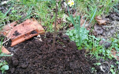 La vie végétale reprend !