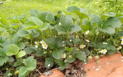 Respiration, au Bois Fleuri